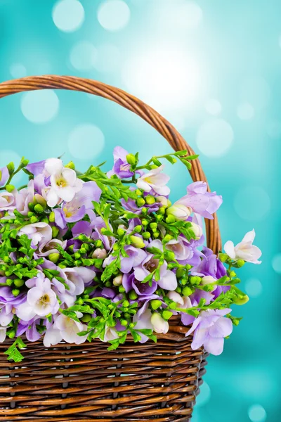 Freesia flowers in wicker — Stock Photo, Image