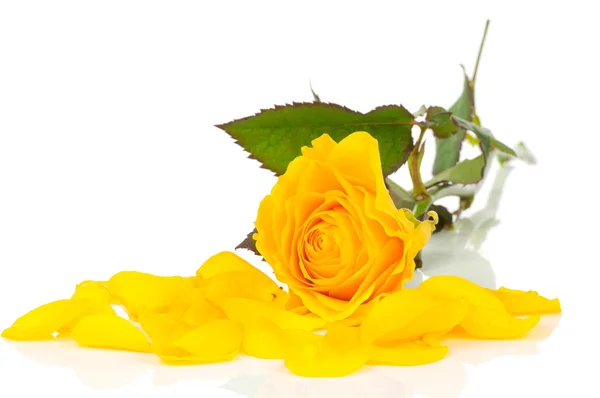 Жовта троянда на білому — стокове фото