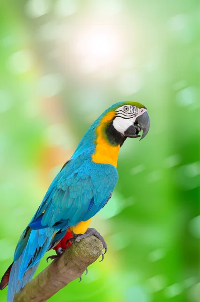 Parrot sits on branch — Stock Photo, Image