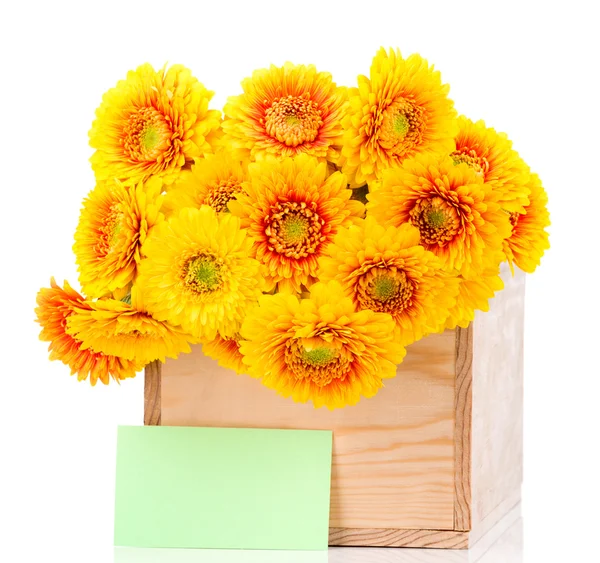 Gerber flores e cartão de saudação — Fotografia de Stock