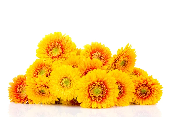 Strauß Gerberblumen — Stockfoto