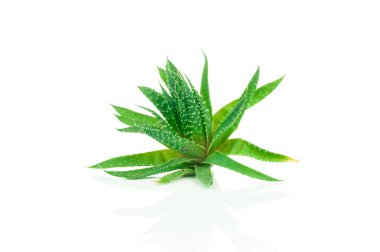 Beyaz üzerine aloe tesisi