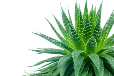 Beyaz üzerine aloe tesisi