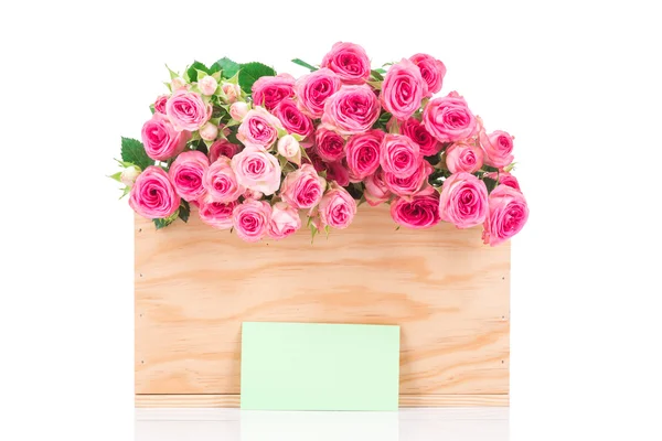 Rosa pequenas rosas — Fotografia de Stock