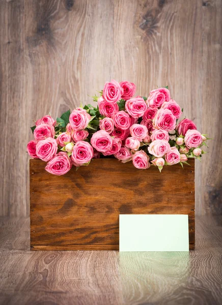 Pink small Roses — Stock Photo, Image