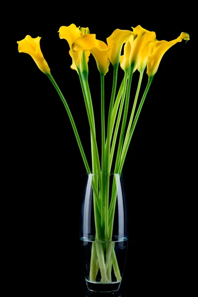 Bouquet de callas jaunes — Photo