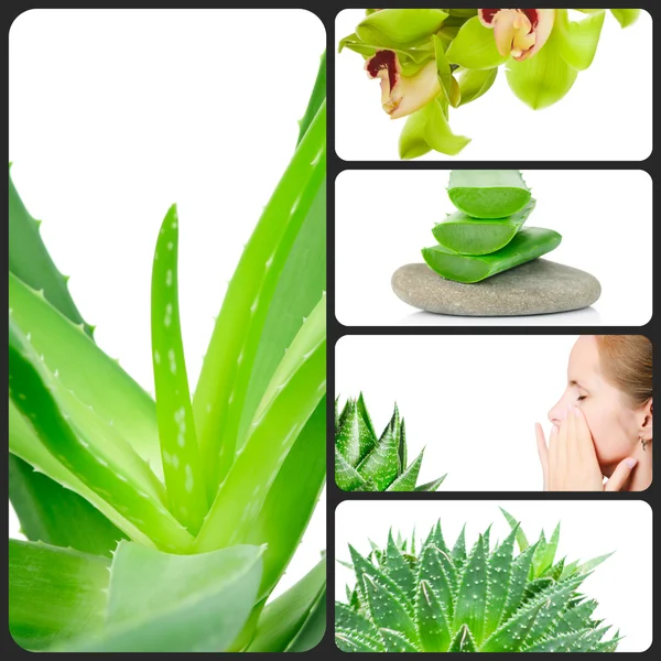 Aloe rostlina koláž — Stock fotografie