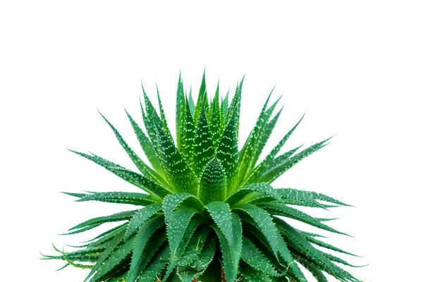 Planta de aloe sobre blanco — Foto de Stock