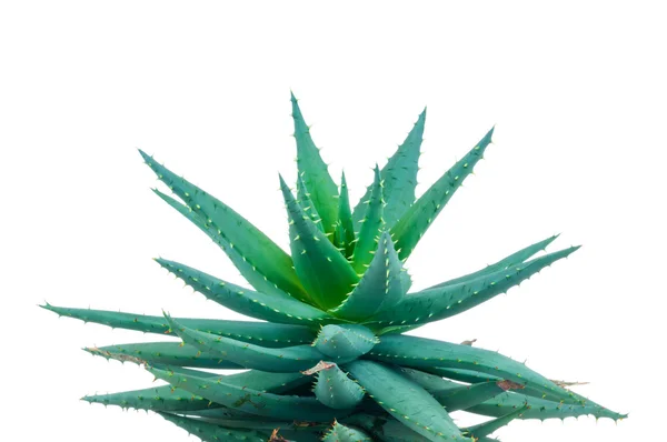 Aloe plante sur blanc — Photo