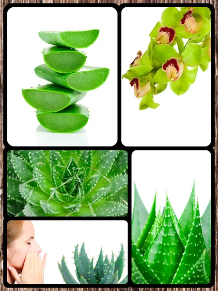 Collage de planta de aloe — Foto de Stock