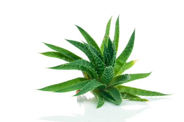 Beyaz üzerine aloe tesisi — Stok fotoğraf