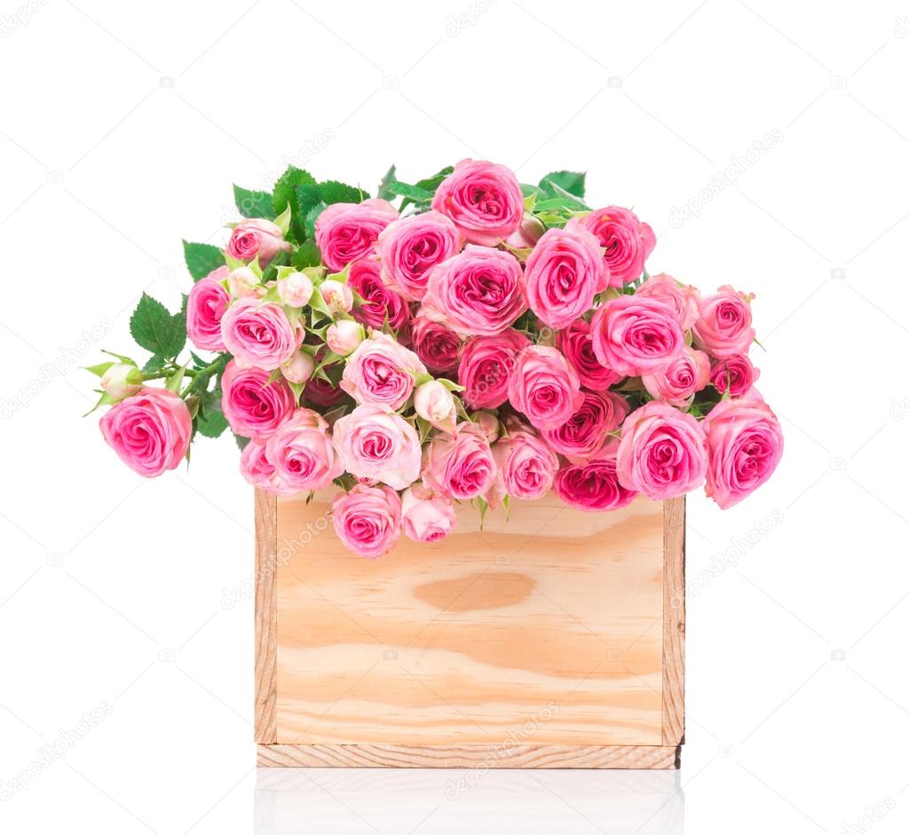 Pink small Roses