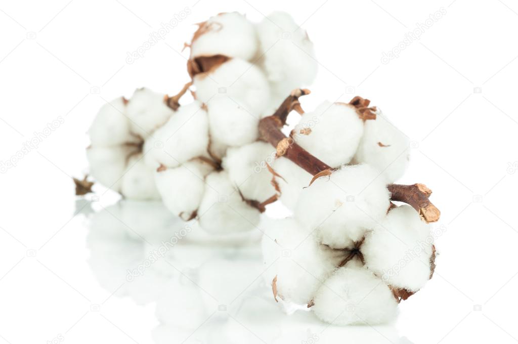 Cotton twig on white