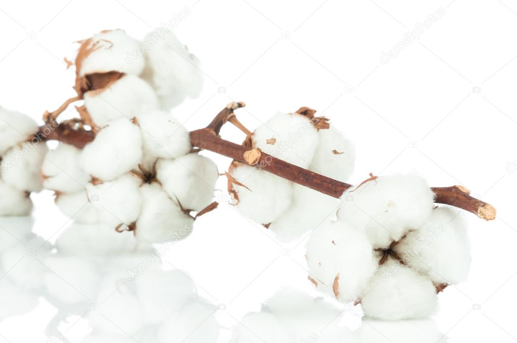 Cotton twig on white