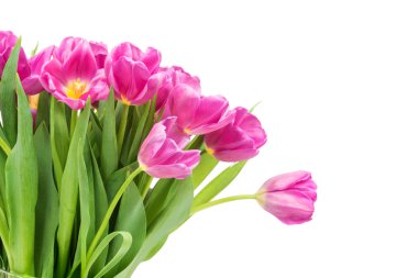 parlak pembe laleler