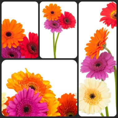 renkli gerber çiçekler