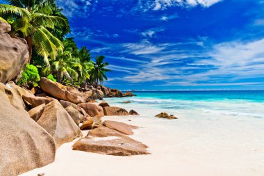 Palmiye ağaçları olan güzel bir sahil