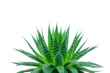 aloe vera bitkisi