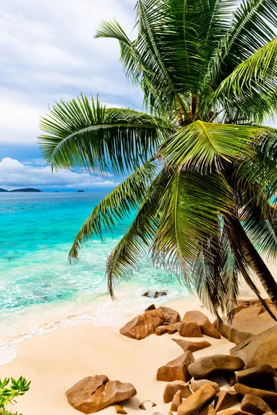 Schöner Strand mit Palmen — Stockfoto