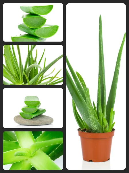 Succulent aloe plant — Stock Photo, Image