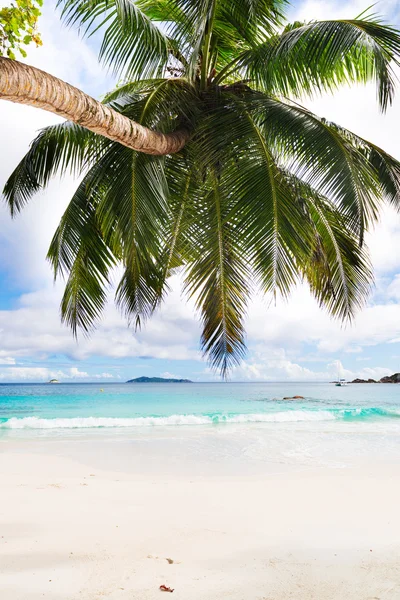 Tropical summer beach — Stock Photo, Image