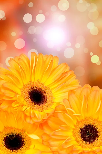 Flores de gerbera coloridas — Fotografia de Stock