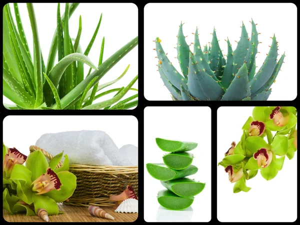 Succulent aloe plant — Stock Photo, Image