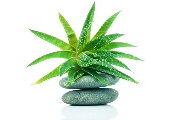 Aloe vera plant — Stock Photo, Image