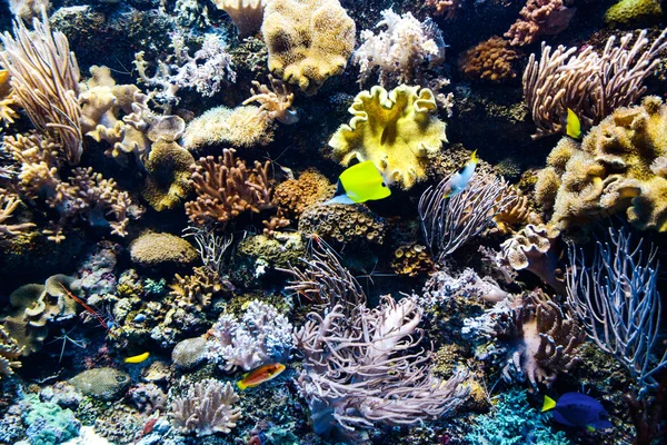 雄伟壮观的珊瑚暗礁 — 图库照片
