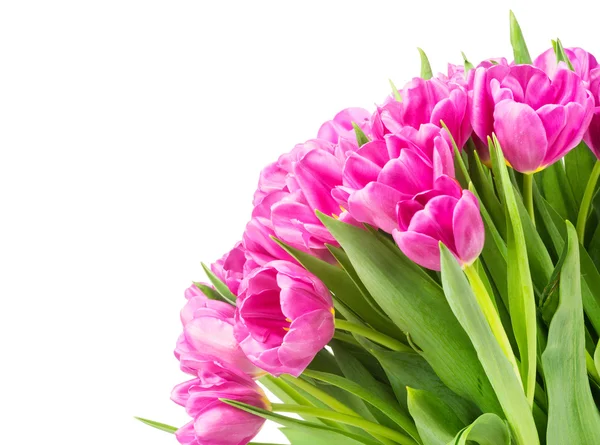 Světlé růžové tulipány — Stock fotografie
