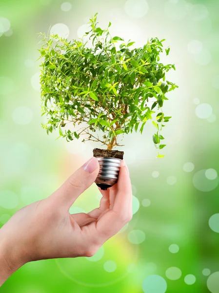 Light bulb in a hand — Stock Photo, Image