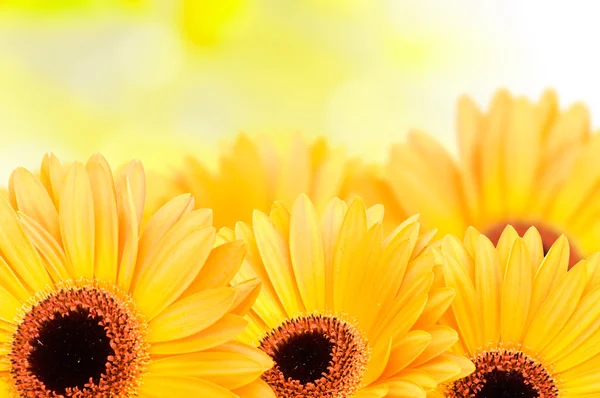 Barevný gerbera květiny — Stock fotografie