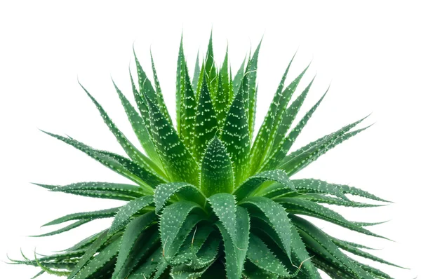 Pianta di aloe vera — Foto Stock