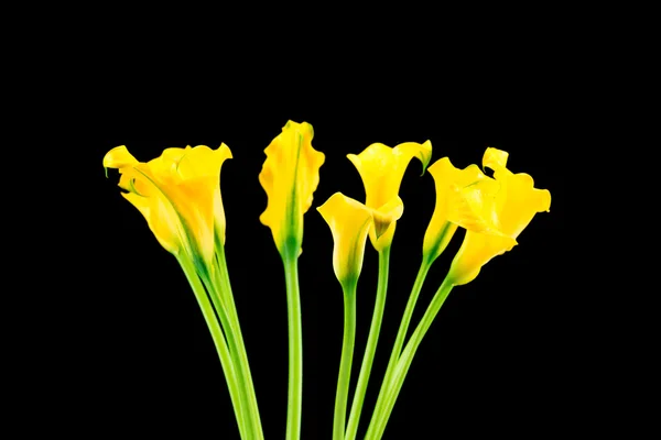 Bunch of yellow callas — Stock Photo, Image