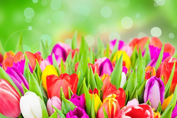 Frische bunte Tulpen — Stockfoto