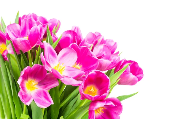 Tulipani rosa brillante — Foto Stock
