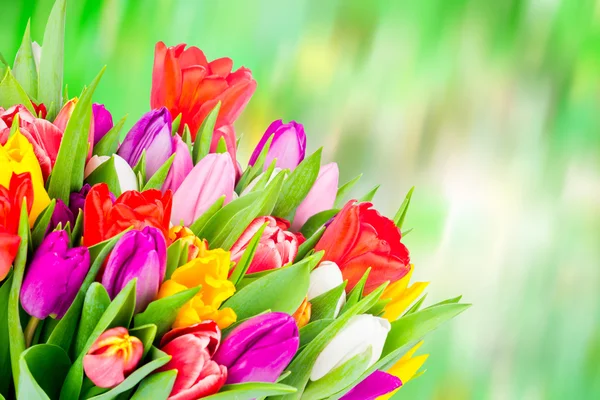 Frische bunte Tulpen — Stockfoto