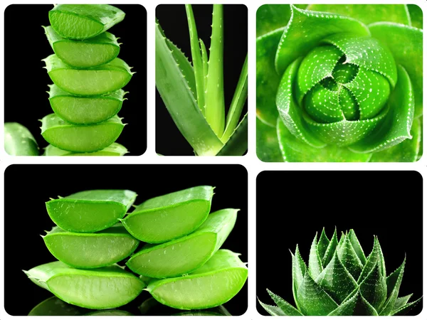 Succulenta pianta di aloe — Foto Stock