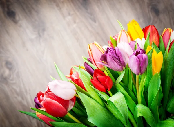 Frische bunte Tulpen — Stockfoto