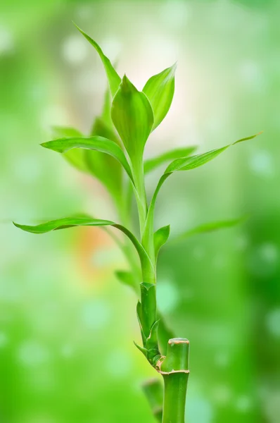 Gröna dracaena sanderiana — Stockfoto