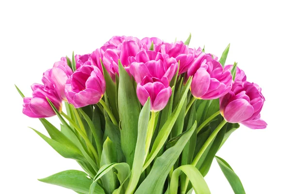 Tulipanes rosados brillantes —  Fotos de Stock