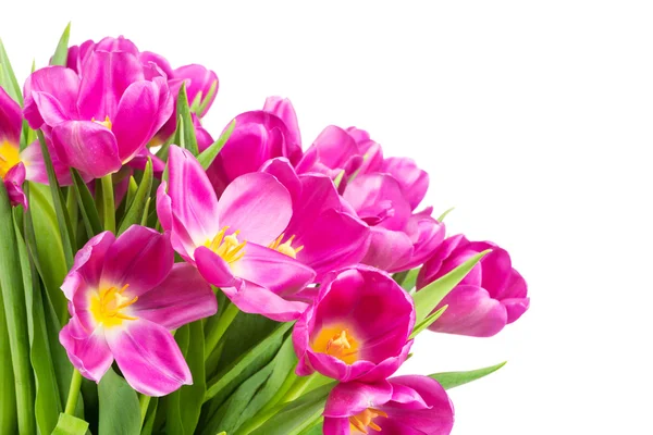 Tulipani rosa brillante — Foto Stock
