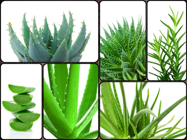 Etli aloe tesisi — Stok fotoğraf