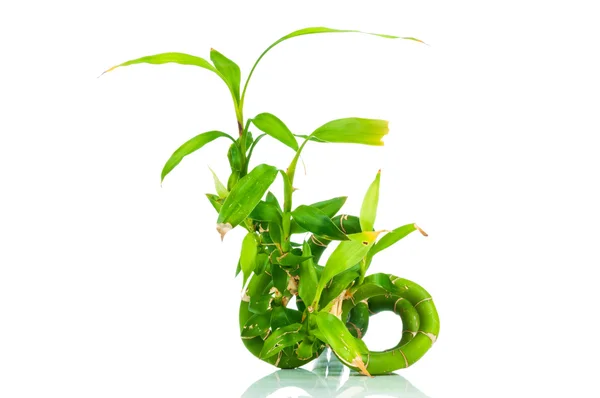 Green Dracaena sanderiana — Stock Photo, Image