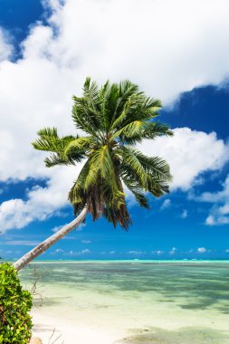 Tropik sahilde palmiye ağacı