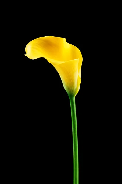 Fleur de Calla jaune — Photo