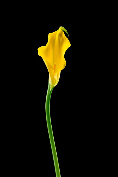 Yellow calla flower — Stock Photo, Image