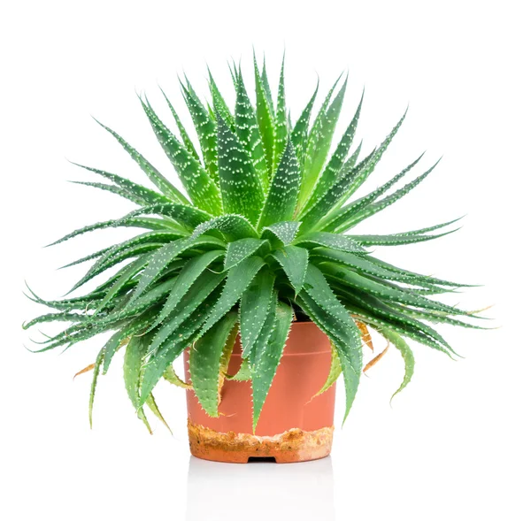 Aloe plant in pot — Stock Photo, Image