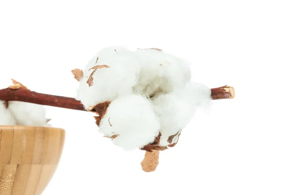 Ramita de algodón blanco — Foto de Stock