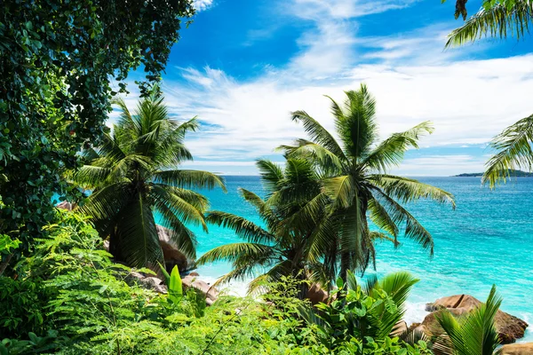 Palmeiras na praia tropical em Seychelles — Fotografia de Stock